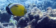 Chaetodon austriacus