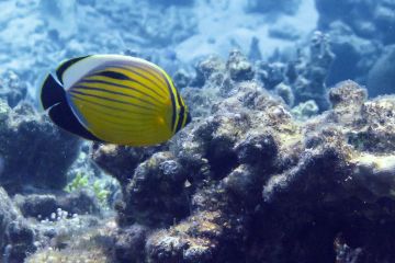 Chaetodon austriacus