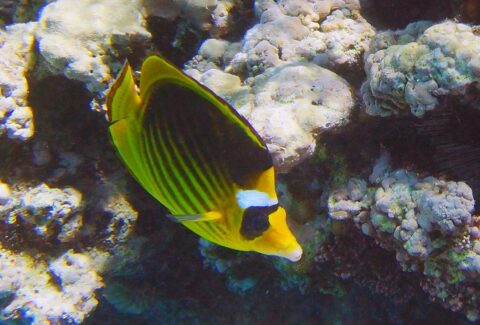 Chaetodon-fasciatus-_01328-card