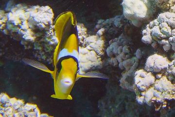 Chaetodon fasciatus