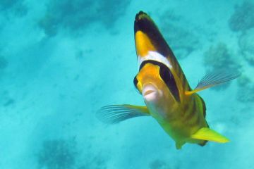 Chaetodon fasciatus