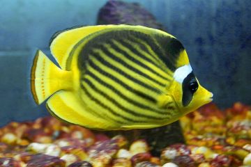 Chaetodon fasciatus