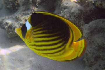 Chaetodon fasciatus