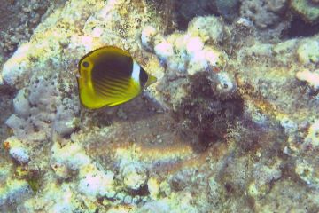 Chaetodon fasciatus