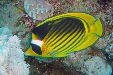 Chaetodon fasciatus