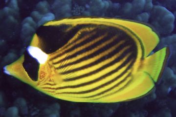 Chaetodon fasciatus