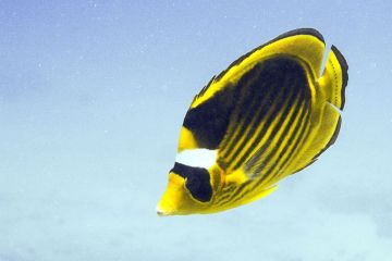 Chaetodon fasciatus