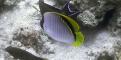 Chaetodon lineolatus