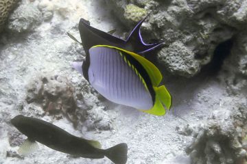 Chaetodon lineolatus