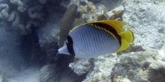 Chaetodon lineolatus