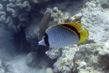 Chaetodon lineolatus