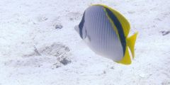 Chaetodon lineolatus
