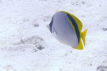 Chaetodon lineolatus