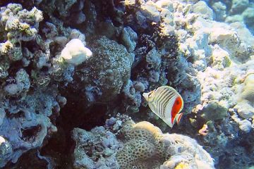 Chaetodon paucifasciatus