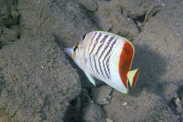 Chaetodon paucifasciatus