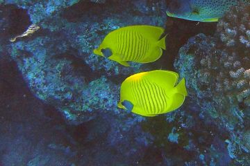 Chaetodon semilarvatus