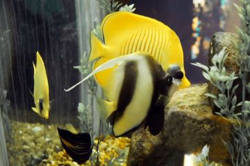 Chaetodon semilarvatus