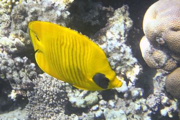Chaetodon semilarvatus