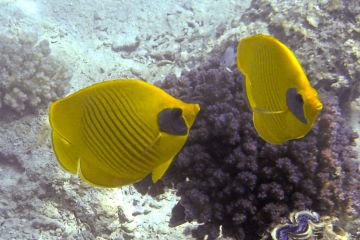 Chaetodon semilarvatus