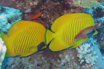 Chaetodon semilarvatus