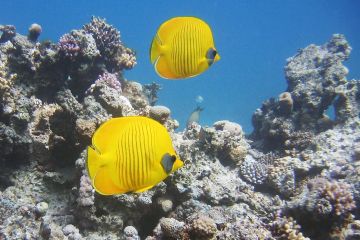 Chaetodon semilarvatus