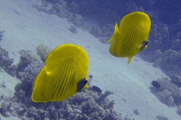 Chaetodon semilarvatus