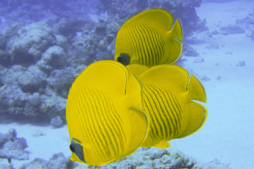 Chaetodon semilarvatus