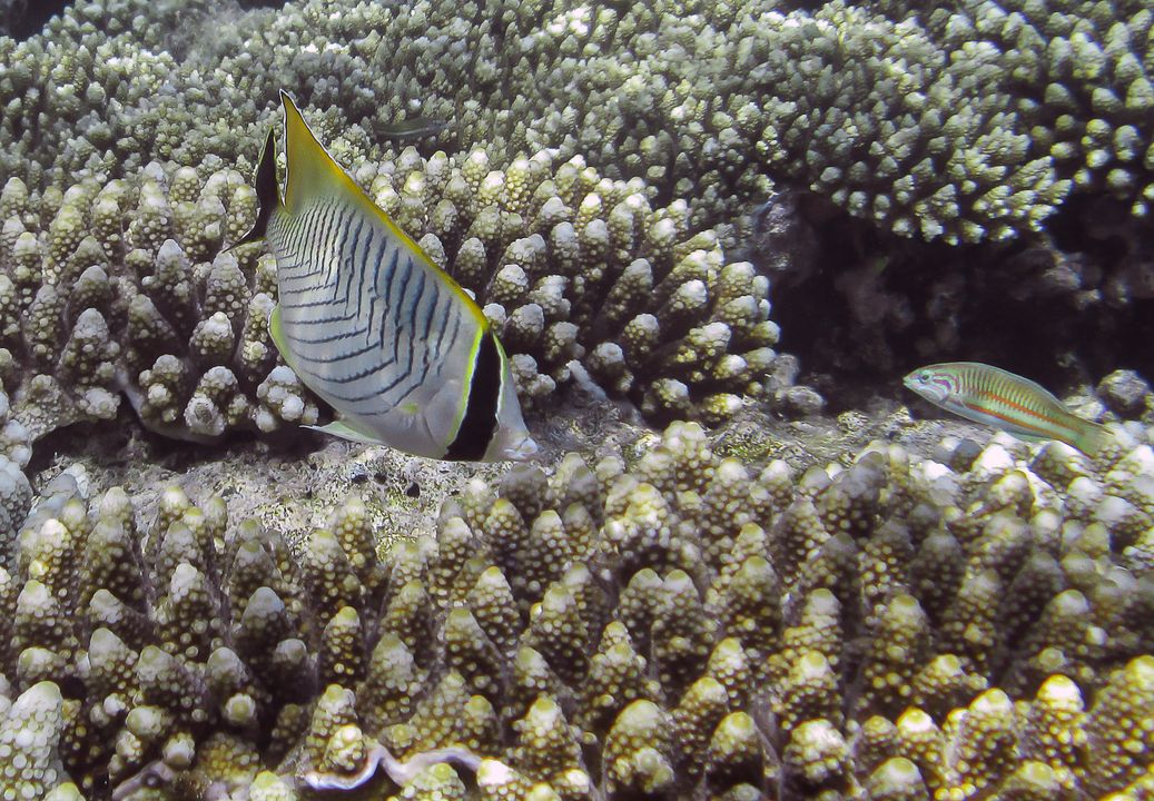 Chaetodon trifascialis