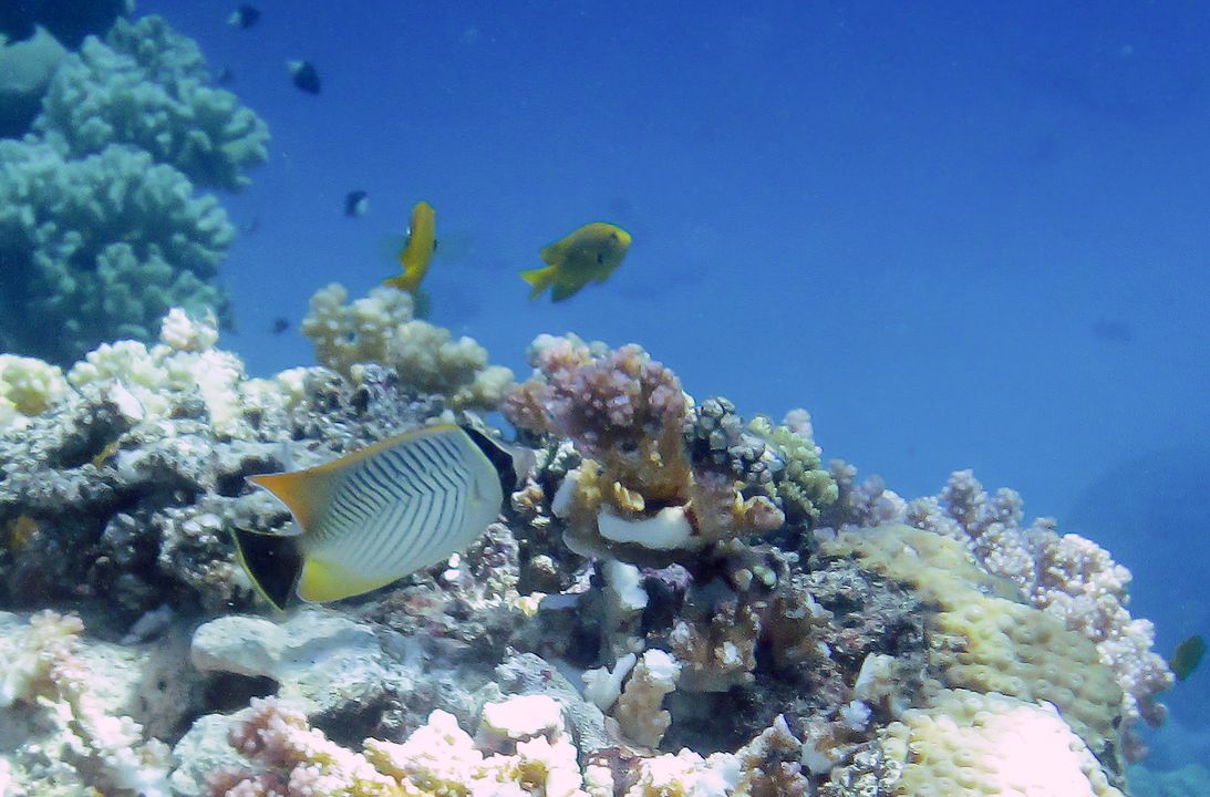 Chaetodon trifascialis