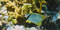 Chaetodon trifascialis