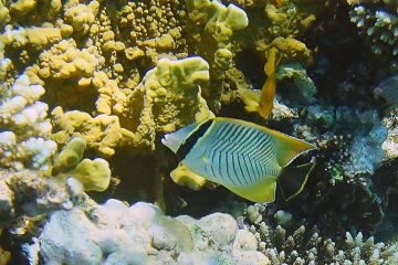 Chaetodon trifascialis
