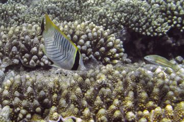 Chaetodon trifascialis