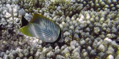 Chaetodon trifascialis