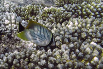 Chaetodon trifascialis