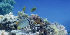 Chaetodon trifascialis