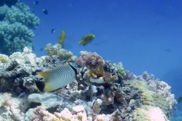 Chaetodon trifascialis