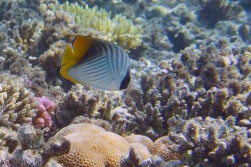 Chaetodon auriga