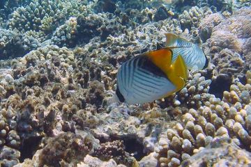 Chaetodon auriga