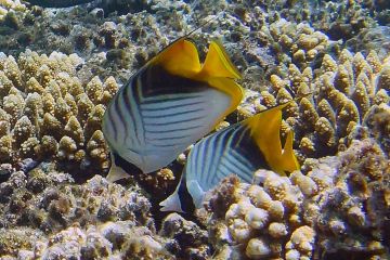 Chaetodon auriga