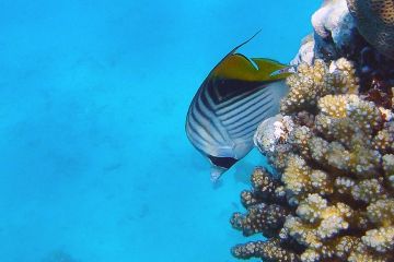Chaetodon auriga