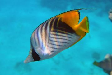 Chaetodon auriga