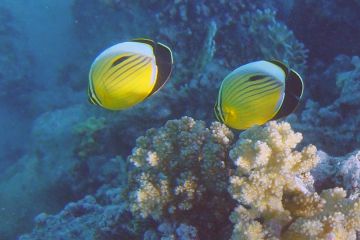 Chaetodon austriacus