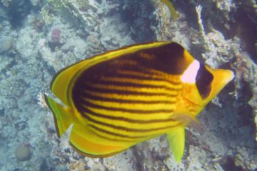 Chaetodon fasciatus