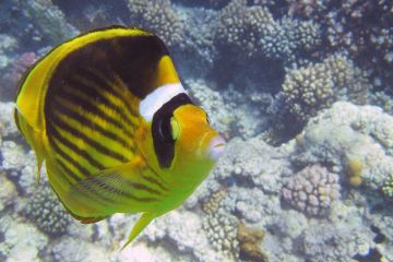 Chaetodon fasciatus