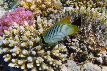 Chaetodon trifascialis
