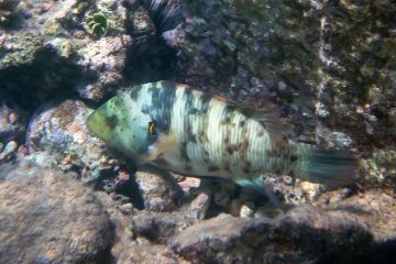 Cheilinus abudjubbe (female)