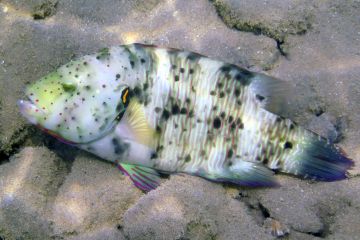 Cheilinus abudjubbe (female)