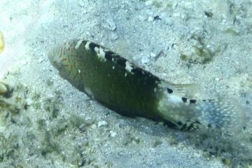 Cheilinus abudjubbe