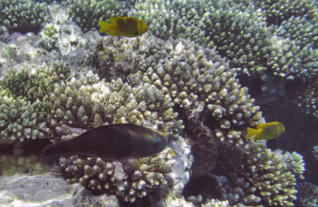 Chlorurus genazonatus (female)