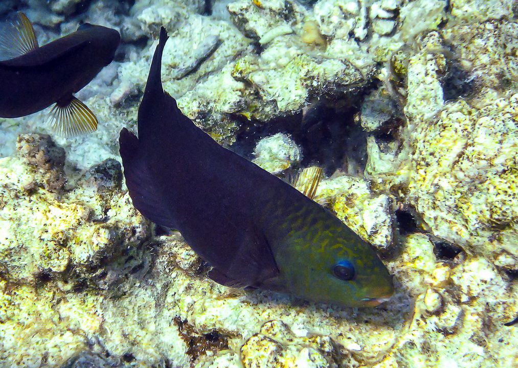 Chlorurus genazonatus (female)